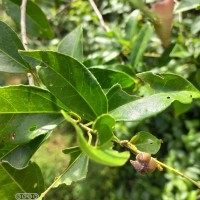 Croton klotzschianus (Wight) Thwaites